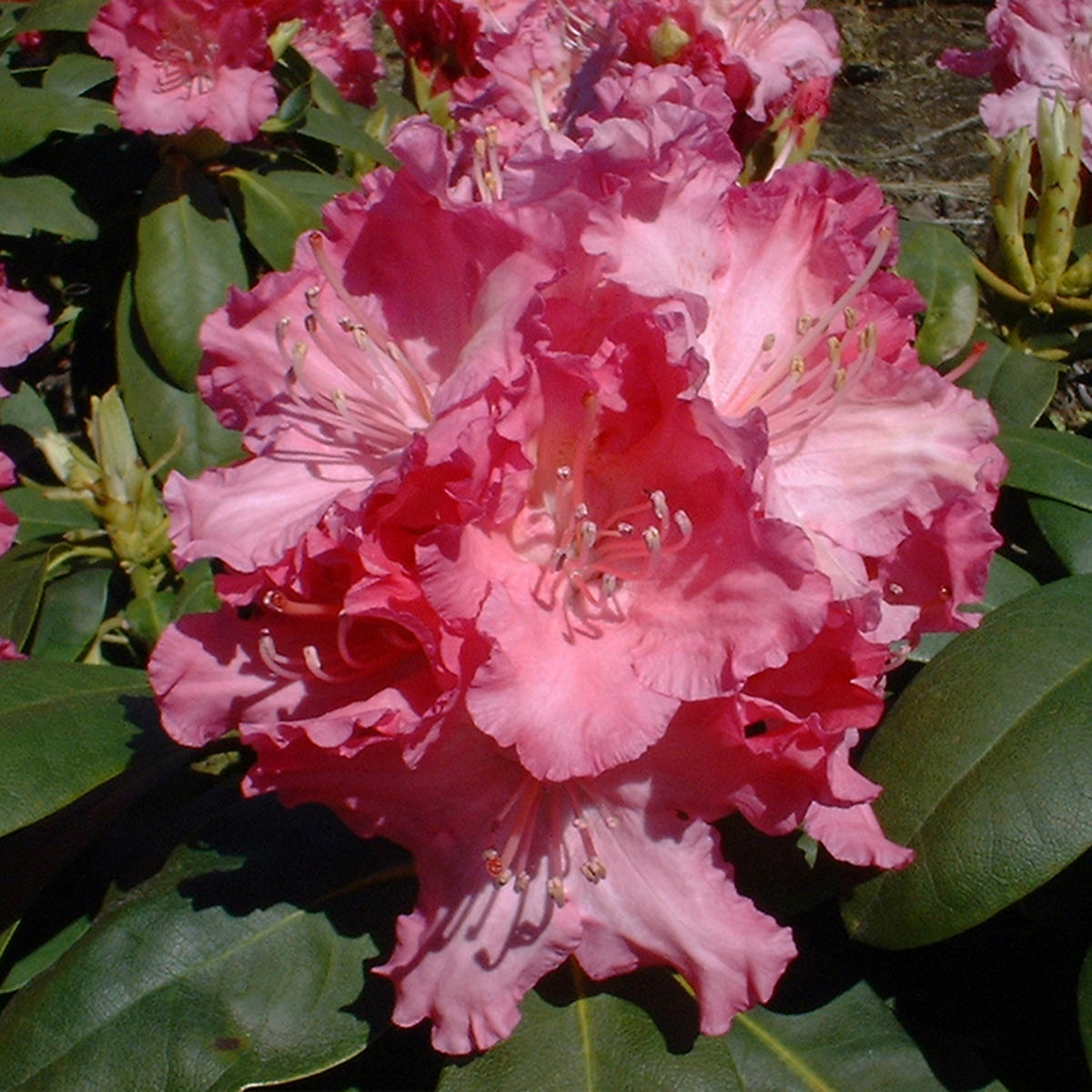 Rhododendron 'Tatjana' (Rhododendron yakushimanum 'Tatjana') - Rosa - winterhart | Bild 1