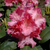 Rhododendron 'Tatjana' (Rhododendron yakushimanum 'Tatjana') - Rosa - winterhart | Bild 1