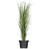 Rispenhortensie & Rutenhirse, 2 Pflanzen - Bunt - winterhart | Bild 1
