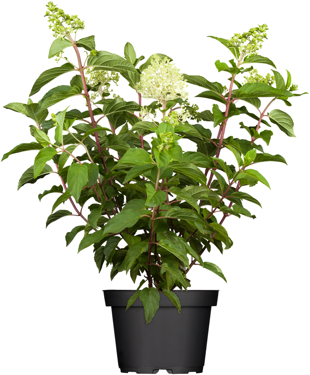 Rispenhortensie 'Silver Dollar' (Hydrangea paniculata 'Silver Dollar') - Grün - sommergrün - winterhart | Bild 2