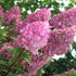 Rispenhortensie 'Sundae Fraise®' (Hydrangea paniculata 'Sundae Fraise®') - Weiß - sommergrün - winterhart | Bild 1