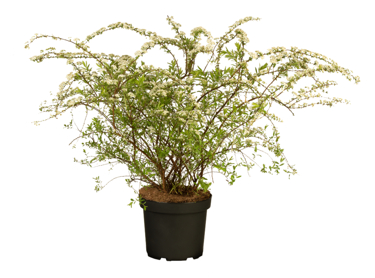 Rispenspiere 'Grefsheim' (Spiraea cineria 'Grefsheim') - Weiß - sommergrün - winterhart - bienenfreundlich | Bild 2