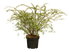 Rispenspiere 'Grefsheim' (Spiraea cineria 'Grefsheim') - Weiß - sommergrün - winterhart - bienenfreundlich | Bild 2