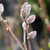 Rosa Riesen-Salweide 'Mount Aso' (Salix 'Mount Aso') - Rosa - sommergrün - winterhart | Bild 1