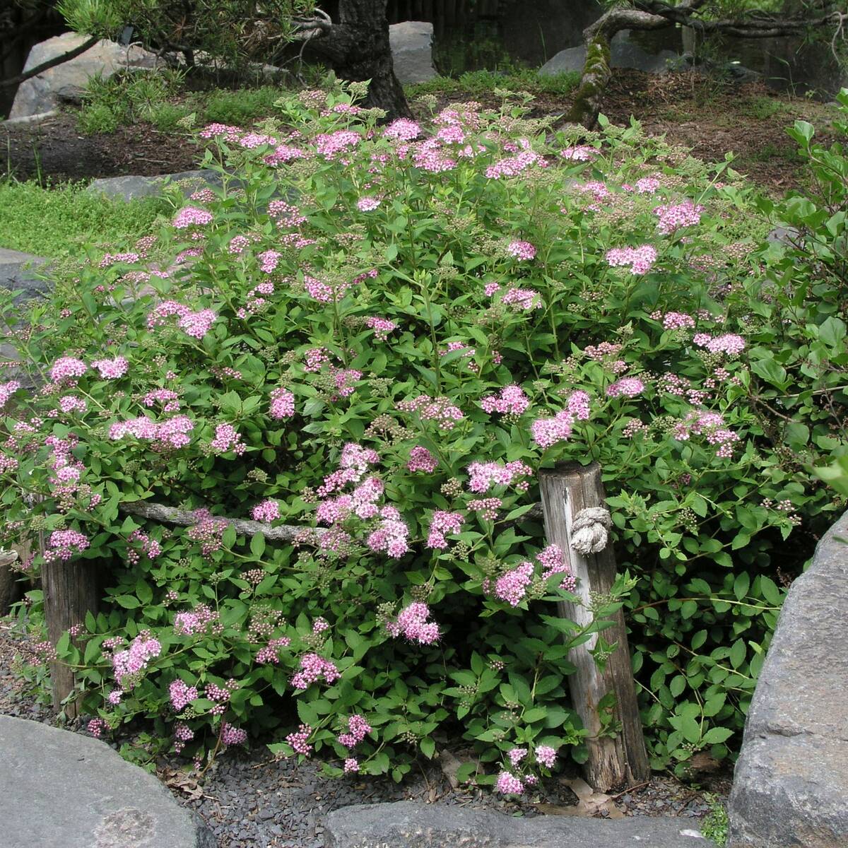 Rosa Zwergspiere 'Little Princess', 12er-Set (Spiraea japonica 'Little Princess') - Rosa - sommergrün - winterhart | Bild 1