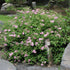 Rosa Zwergspiere 'Little Princess', 12er-Set (Spiraea japonica 'Little Princess') - Rosa - sommergrün - winterhart | Bild 1