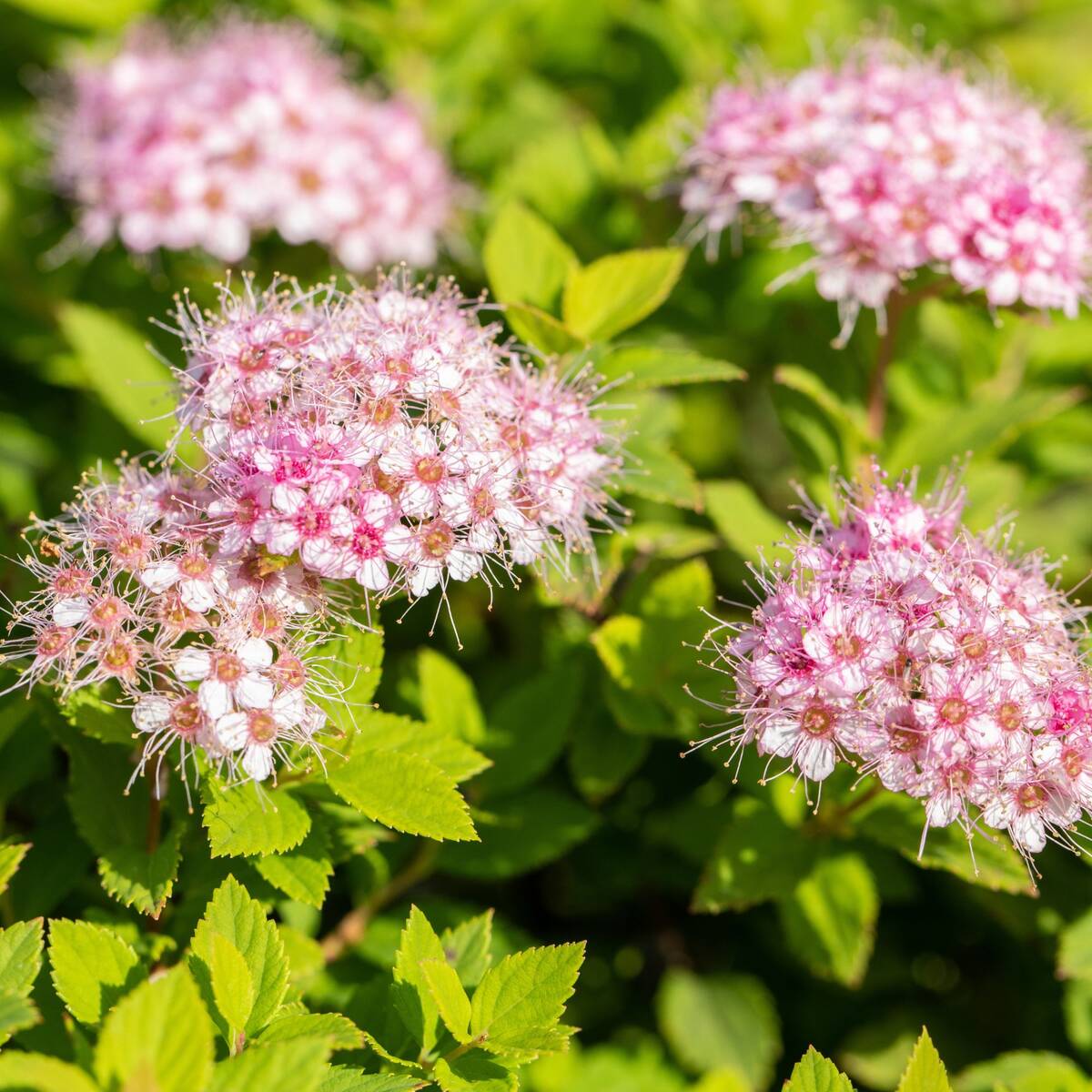 Rosa Zwergspiere 'Little Princess' (Spirea japonica 'Little Princess') - Rosa - winterhart | Bild 1