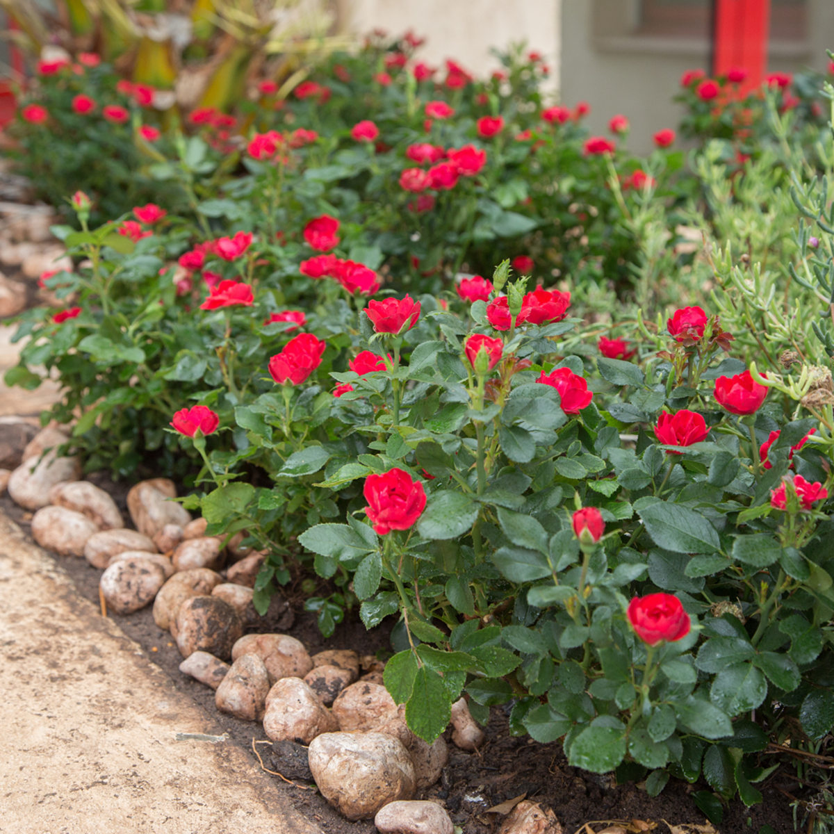 Rose 'Zepeti®' (Rosa 'Zepeti®') - Rot - sommergrün - winterhart | Bild 2