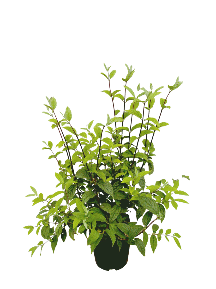 Rosendeutzie 'Mont Rose' (Deutzia x hybrida 'Mont Rose') - Rosa - winterhart | Bild 2