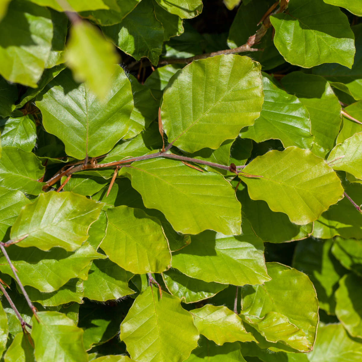 Rot-Buche (Fagus sylvatica) - Grün - sommergrün - winterhart | Bild 1