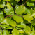 Rot-Buche (Fagus sylvatica) - Grün - sommergrün - winterhart | Bild 1