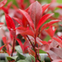 Rote Glanzmispel 'Red Robin',ca. 80 - 100 cm, ab 10 m Hecke (Photinia fraseri 'Red Robin') - Weiß - immergrün - winterhart - bienenfreundlich | Bild 3