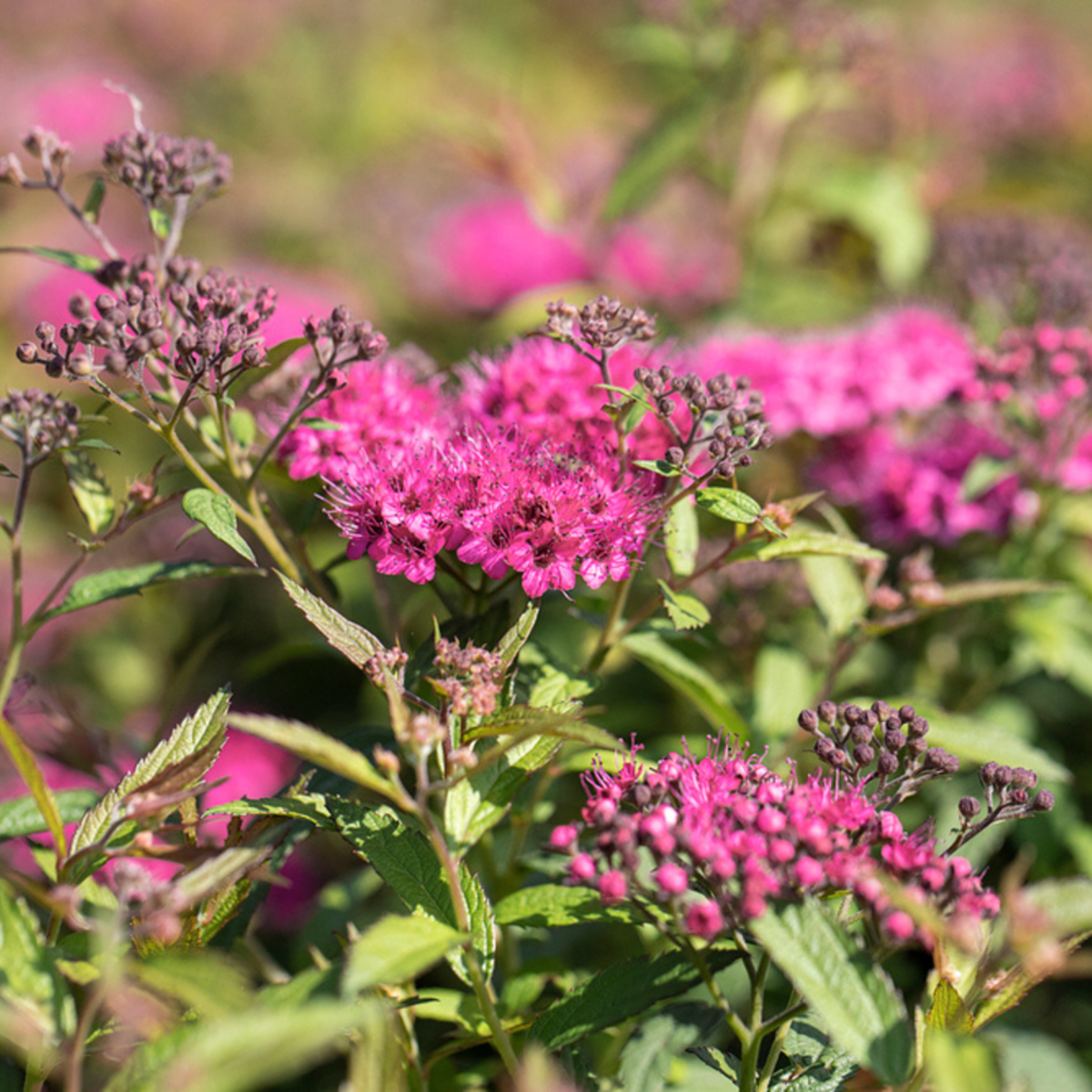 Rote Sommerspiere 'Anthony Waterer', 12er-Set (Spiraea bumalda 'Anthony Waterer') - Rot - sommergrün - winterhart | Bild 1