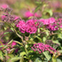 Rote Sommerspiere 'Anthony Waterer', 12er-Set (Spiraea bumalda 'Anthony Waterer') - Rot - sommergrün - winterhart | Bild 1