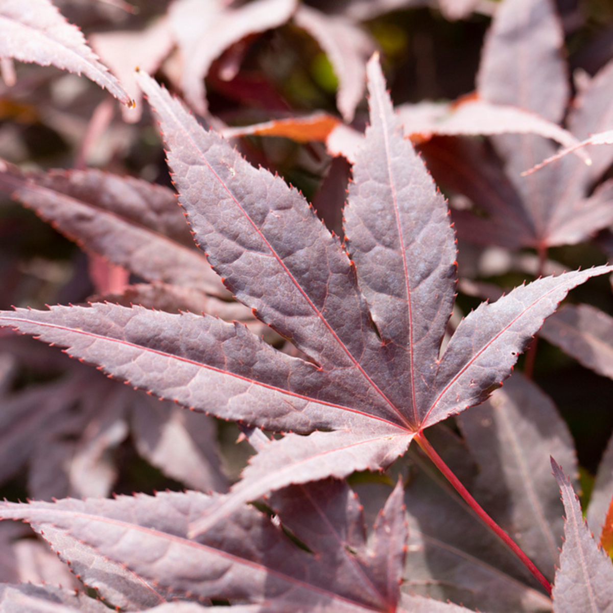 Roter Fächerahorn 'Atropurpureum' (Acer palmatum 'Atropurpureum') - Rot - winterhart | Bild 1