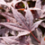 Roter Fächerahorn 'Atropurpureum' (Acer palmatum 'Atropurpureum') - Rot - winterhart | Bild 1