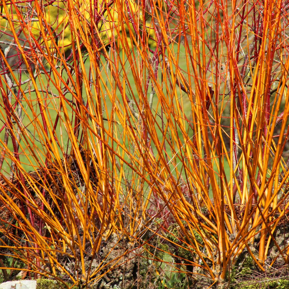 Roter Hartriegel 'Midwinter Fire' (Corunus sanguinea 'Midwinter Fire') - Weiß - sommergrün - winterhart | Bild 1