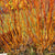 Roter Hartriegel 'Midwinter Fire' (Corunus sanguinea 'Midwinter Fire') - Weiß - sommergrün - winterhart | Bild 1