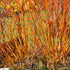 Roter Hartriegel 'Midwinter Fire' (Corunus sanguinea 'Midwinter Fire') - Weiß - sommergrün - winterhart | Bild 1