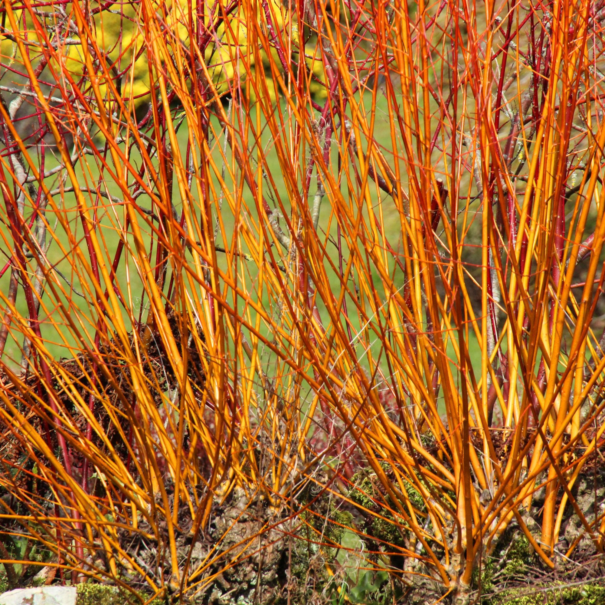 Roter Hartriegel 'Midwinter Fire' (Corunus sanguinea 'Midwinter Fire') - Weiß - sommergrün - winterhart | Bild 2