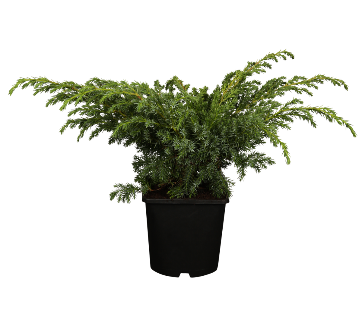 Säulenwachholder 'Blue Swede' (Juniperus squamata 'Blue Swede') - Blau - winterhart | Bild 1