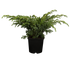 Säulenwachholder 'Blue Swede' (Juniperus  squamata 'Blue Swede') - Blau - winterhart | Bild 1
