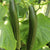 Salatgurke 'Pindos' (Cucumis sativus 'Pindos') - Grün | Bild 2