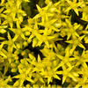Scharfer Mauerpfeffer (Sedum acre) - Gelb - winterhart | Bild 1