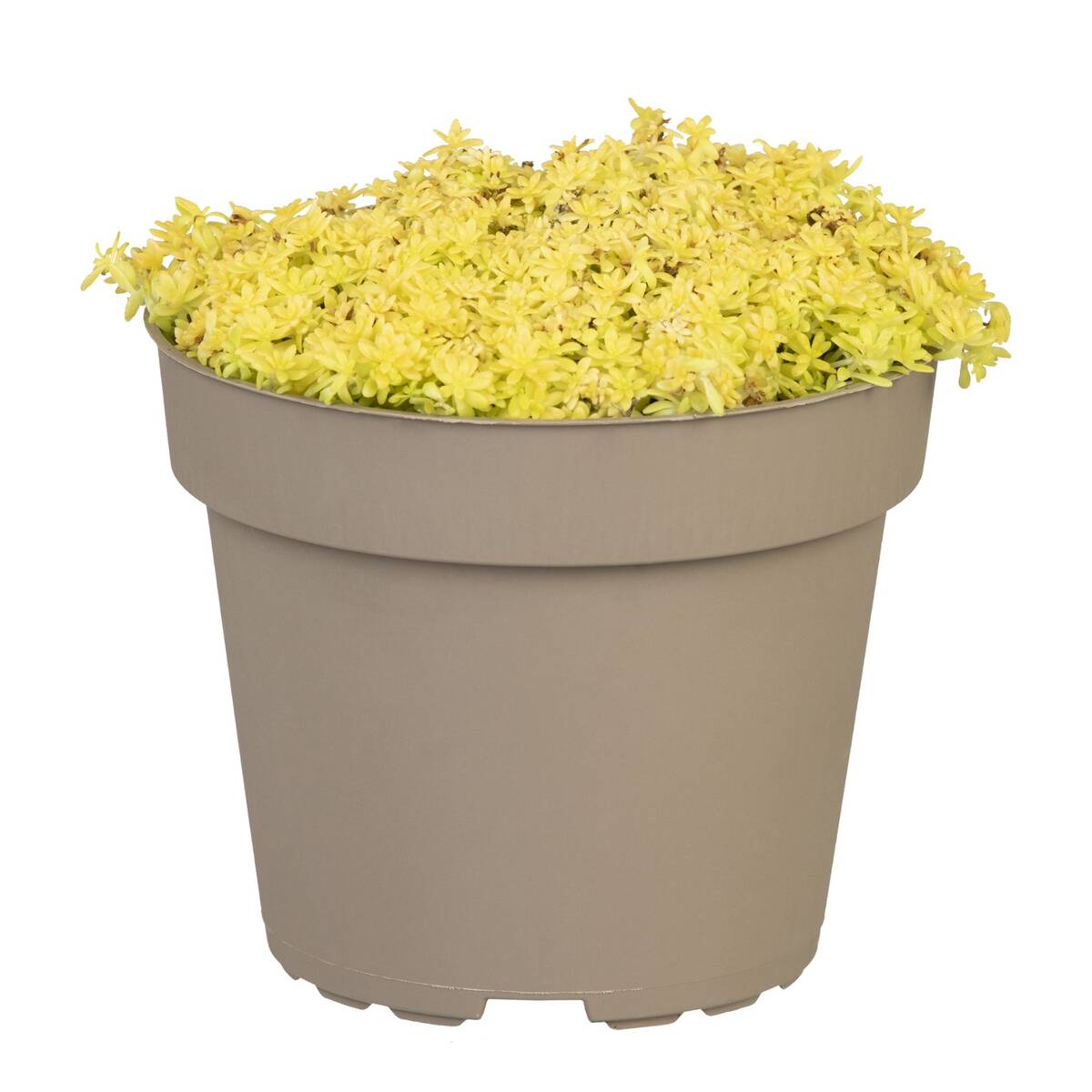Scharfer Mauerpfeffer (Sedum acre) - Gelb - winterhart | Bild 2