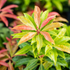 Schattenglöckchen 'Mountain Fire' (Pieris japonica 'Mountain Fire') - Weiß - immergrün - winterhart - bienenfreundlich | Bild 1