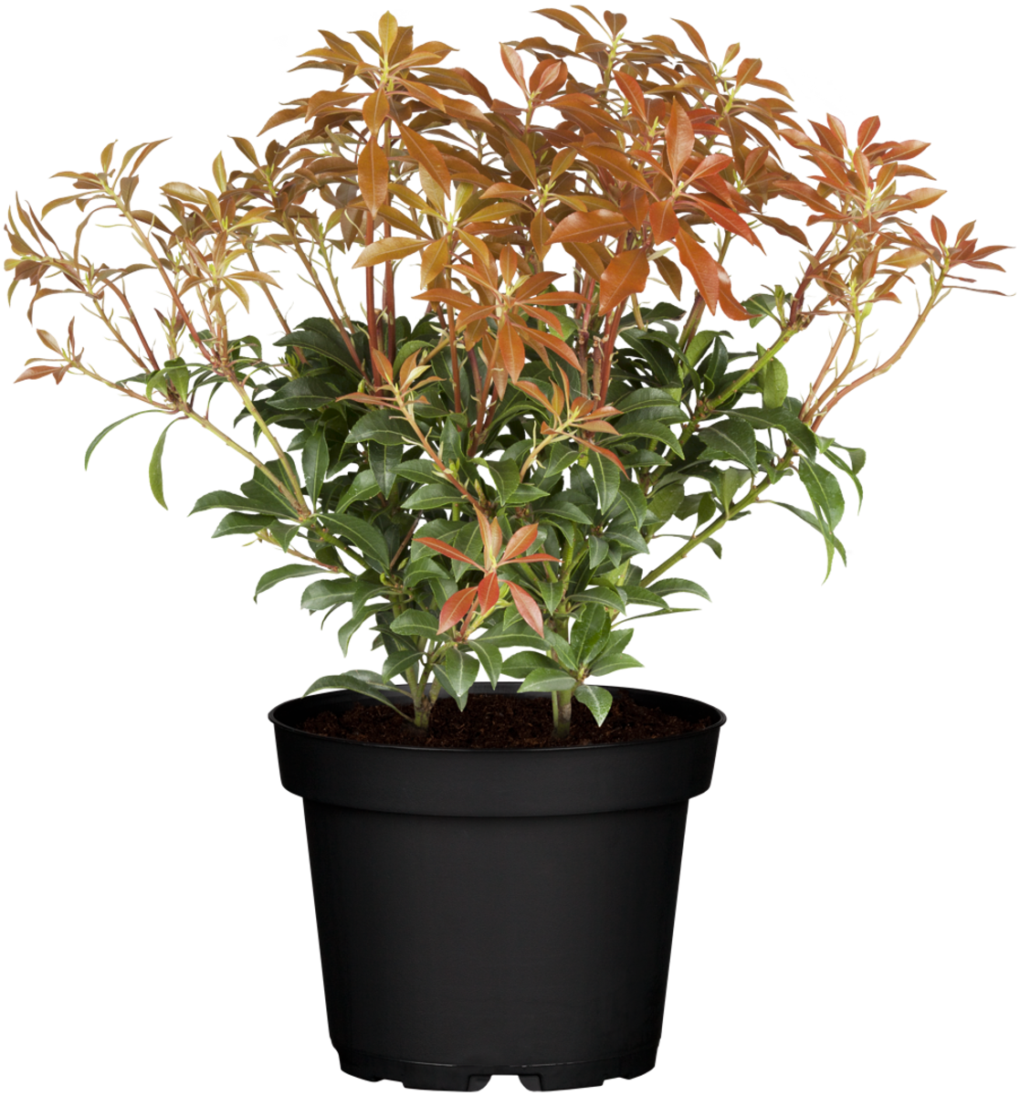 Schattenglöckchen 'Mountain Fire' (Pieris japonica 'Mountain Fire') - Weiß - immergrün - winterhart - bienenfreundlich | Bild 2