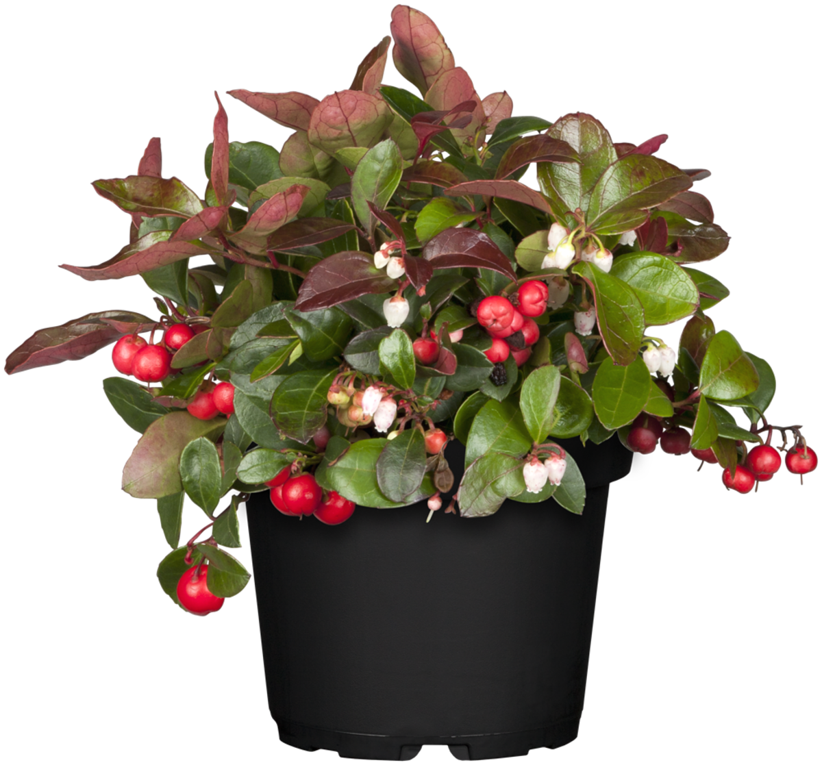 Scheinbeere (Gaultheria procumbens) - Weiß - winterhart | Bild 1
