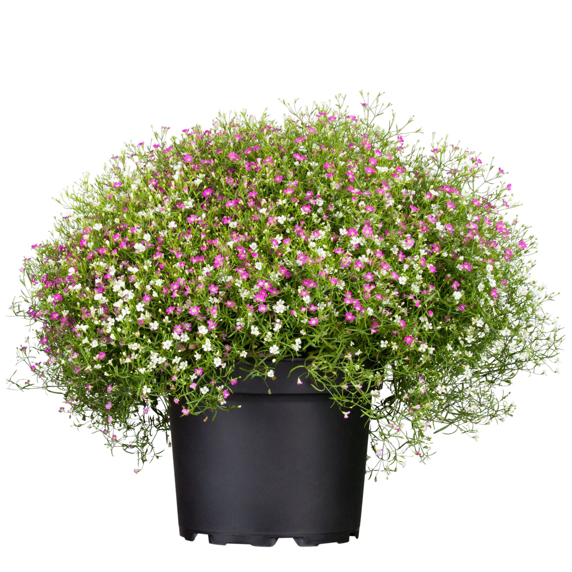 Schleierkraut 'Duo' (Gypsophila muralis 'Duo ') - Rosa - sommergrün | Bild 1