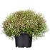 Schleierkraut 'Duo' (Gypsophila muralis 'Duo ') - Rosa - sommergrün | Bild 1