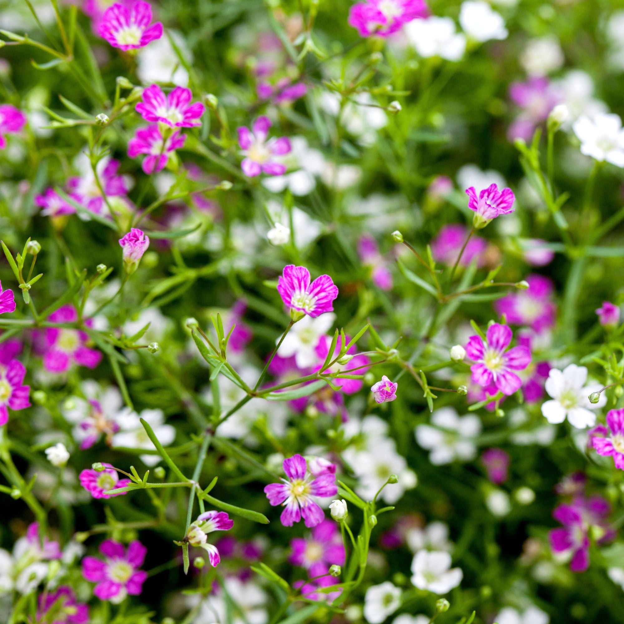 Schleierkraut 'Duo' (Gypsophila muralis 'Duo ') - Rosa - sommergrün | Bild 2