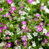 Schleierkraut 'Duo' (Gypsophila muralis 'Duo ') - Rosa - sommergrün | Bild 2