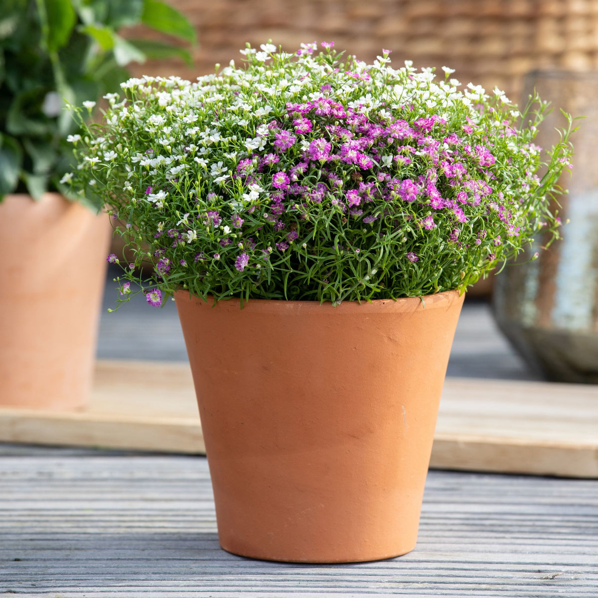 Schleierkraut 'Duo' (Gypsophila muralis 'Duo ') - Rosa - sommergrün | Bild 3
