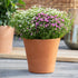 Schleierkraut 'Duo' (Gypsophila muralis 'Duo ') - Rosa - sommergrün | Bild 3