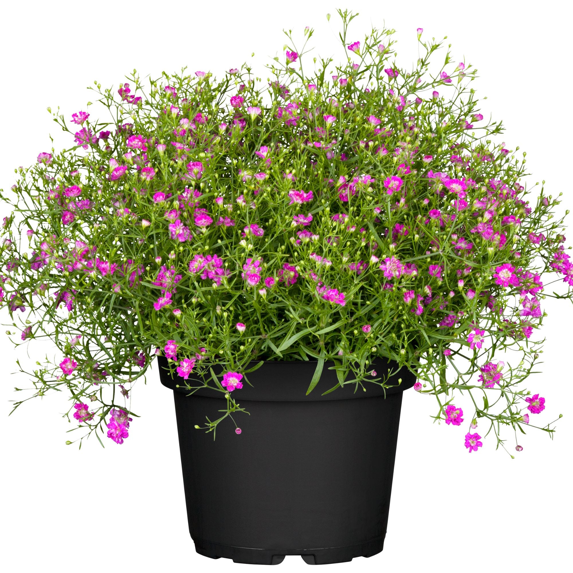 Schleierkraut (Gypsophila muralis) - Rosa - sommergrün | Bild 1