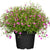 Schleierkraut (Gypsophila muralis) - Rosa - sommergrün | Bild 1