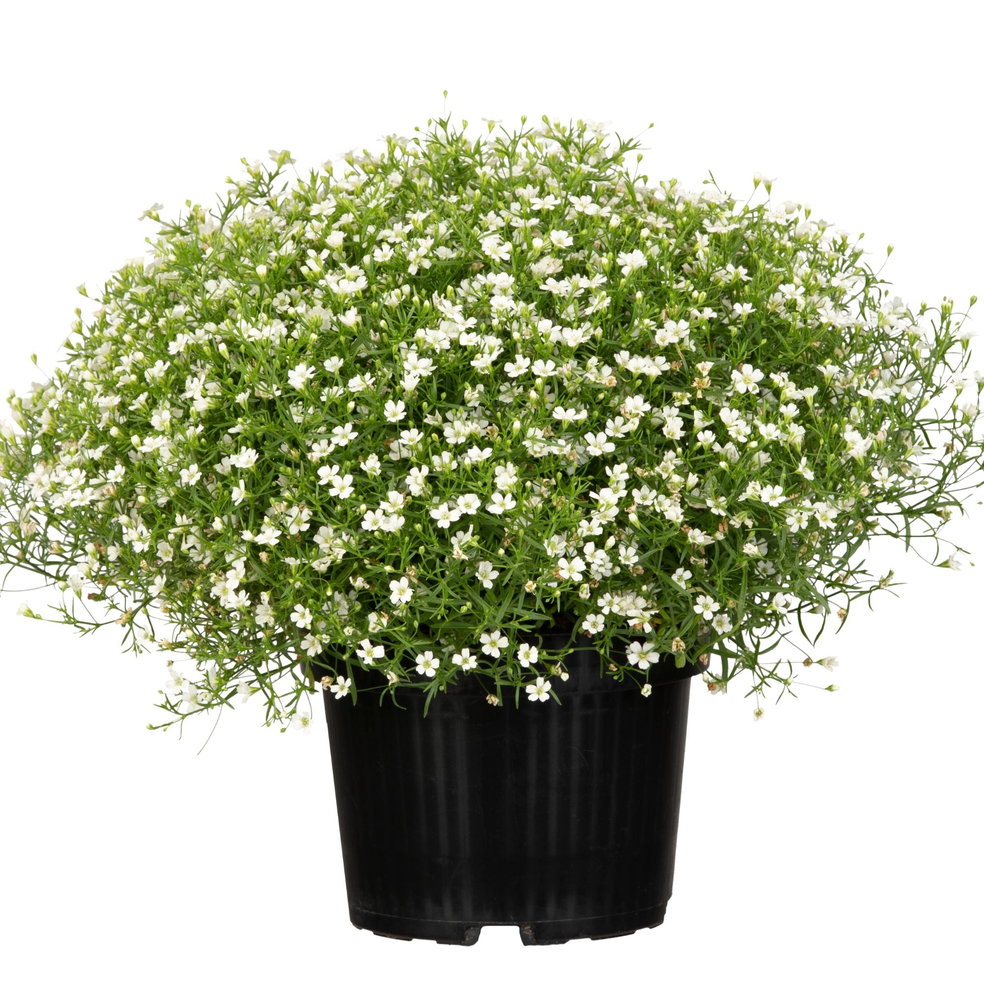 Schleierkraut (Gypsophila muralis) - Weiß - sommergrün | Bild 1