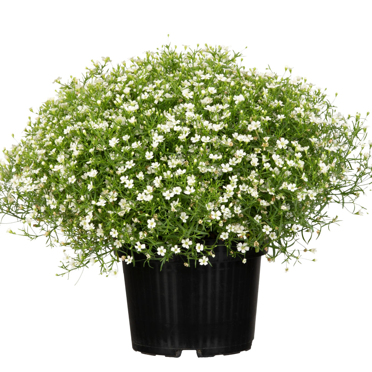 Schleierkraut (Gypsophila muralis) - Weiß - sommergrün | Bild 1