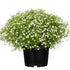 Schleierkraut (Gypsophila muralis) - Weiß - sommergrün | Bild 1