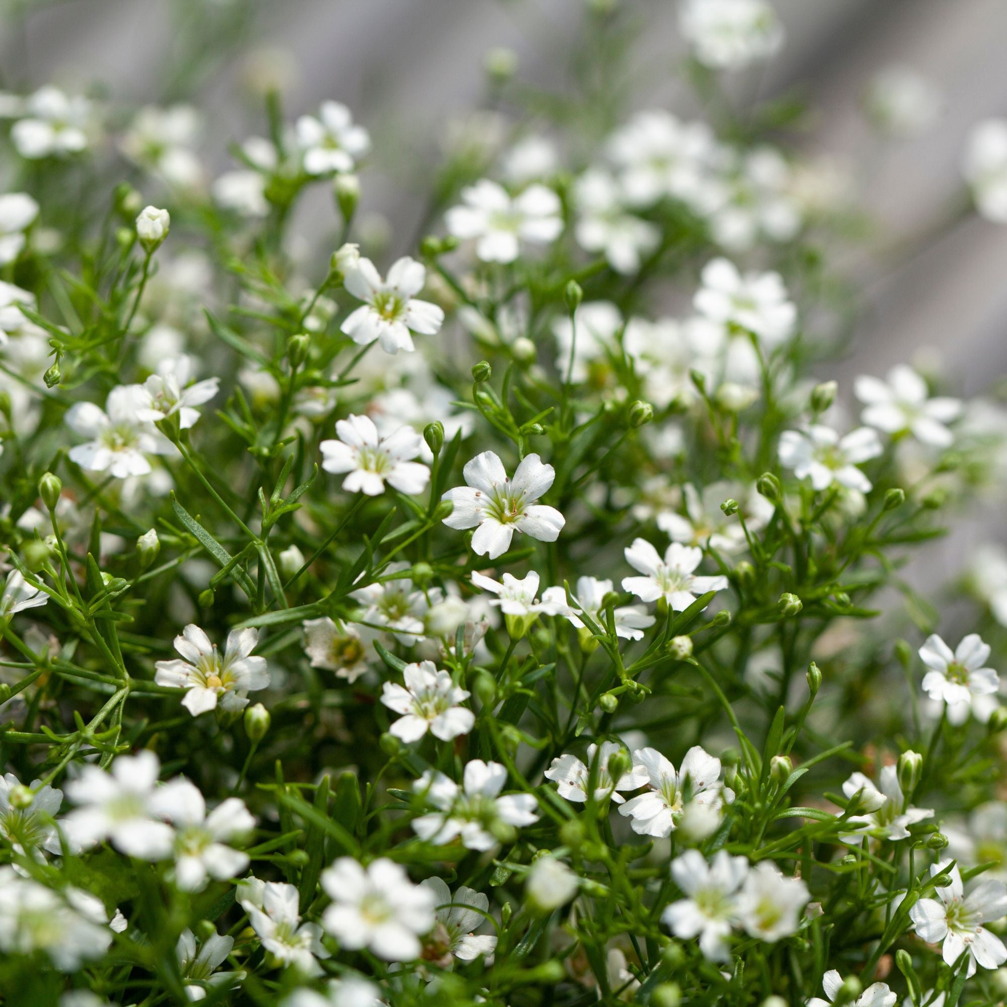 Schleierkraut (Gypsophila muralis) - Weiß - sommergrün | Bild 2