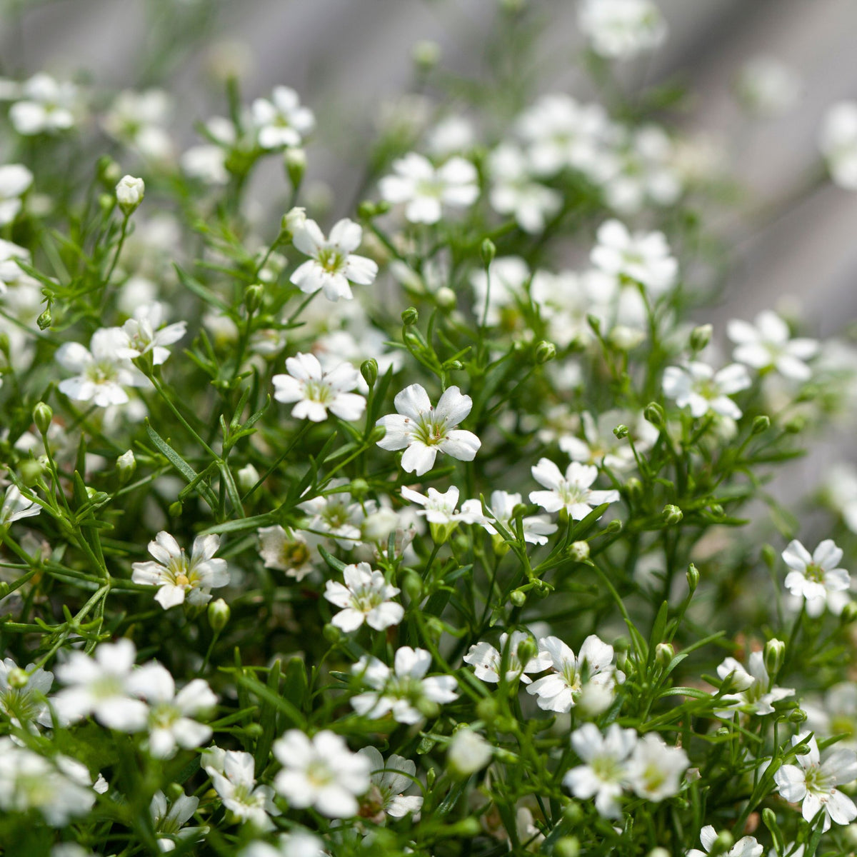 Schleierkraut (Gypsophila muralis) - Weiß - sommergrün | Bild 2