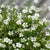 Schleierkraut (Gypsophila muralis) - Weiß - sommergrün | Bild 2