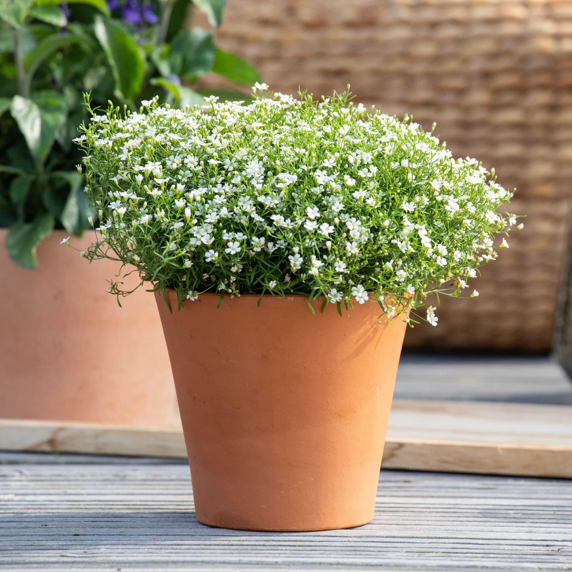 Schleierkraut (Gypsophila muralis) - Weiß - sommergrün | Bild 3