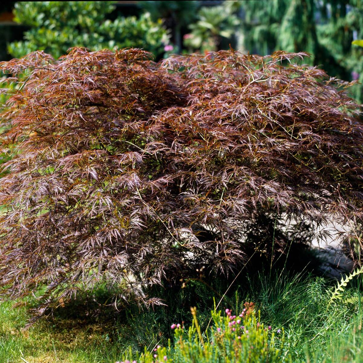 Schlitzahorn 'Dissectum Garnet' (Acer palmatum 'Dissectum Garnet') - Rot - winterhart | Bild 1