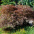 Schlitzahorn 'Dissectum Garnet' (Acer palmatum 'Dissectum Garnet') - Rot - winterhart | Bild 1
