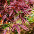 Schlitzahorn 'Dissectum Garnet' (Acer palmatum 'Dissectum Garnet') - Rot - winterhart | Bild 2